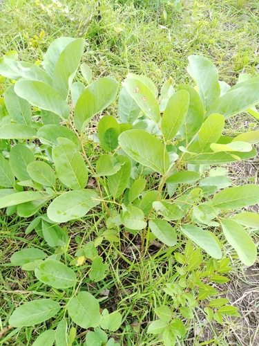 wild custard-apple