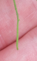 Arabidopsis arenosa
