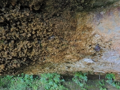 Thersites mitchellae