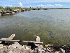 Syringodium filiforme