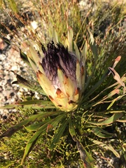 Protea longifolia