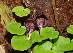 Corybas grumulus