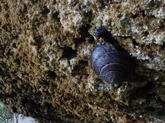 Thersites mitchellae