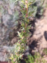 Cliffortia