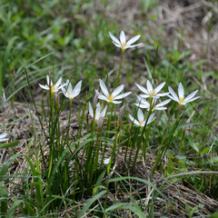 Amaryllidaceae