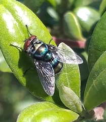 Chrysomya chloropyga