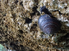 Thersites mitchellae