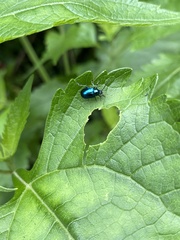 Nanocnide japonica