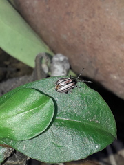 Disonycha bicarinata