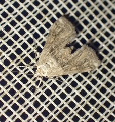 Cataclysta lemnata