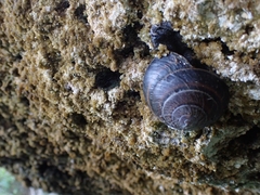 Thersites mitchellae