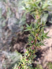 Cliffortia