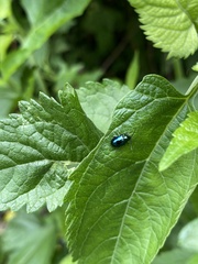Nanocnide japonica