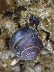 Thersites mitchellae