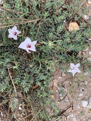 Convolvulus equitans
