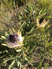 Protea longifolia
