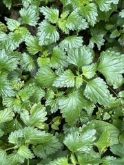 Nanocnide japonica