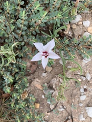 Convolvulus equitans