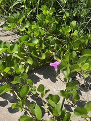 Ipomoea pes-caprae