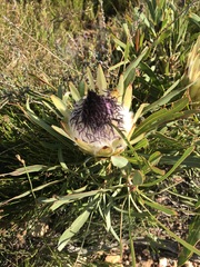 Protea longifolia