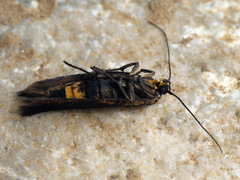 Scythris sinensis