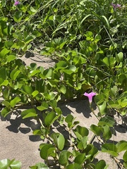 Ipomoea pes-caprae