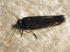 Scythris sinensis