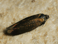 Scythris sinensis