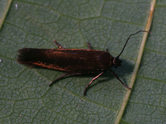 Scythris sinensis