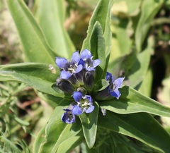 Gentiana cruciata cruciata