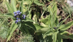 Gentiana cruciata cruciata