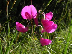 Lathyrus sylvestris