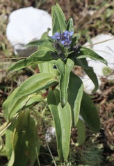 Gentiana cruciata cruciata