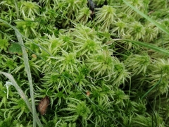 Sphagnum squarrosum
