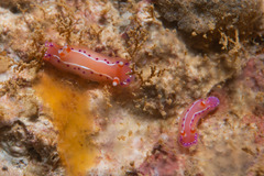 Thorunna australis