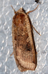 Noctua pronuba