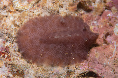 Nudibranchia