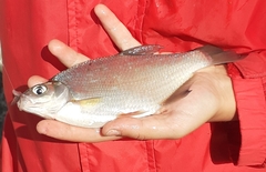 Blicca bjoerkna