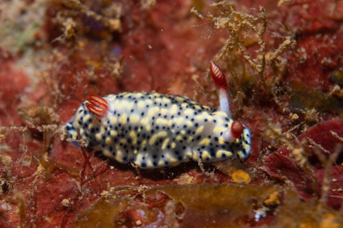 Painted Hypselodoris