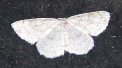 Cyclophora pendulinaria