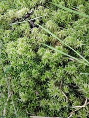 Sphagnum squarrosum