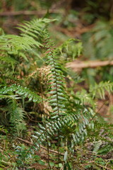 Pellaea falcata