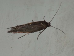 Scythris