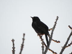 Icterus pyrrhopterus