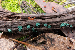 Chlorociboria aeruginascens