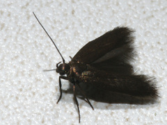 Scythris