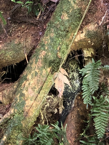 Andean Porcupine