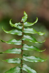 Pellaea falcata