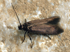 Scythris