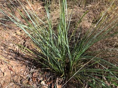 Lomandra